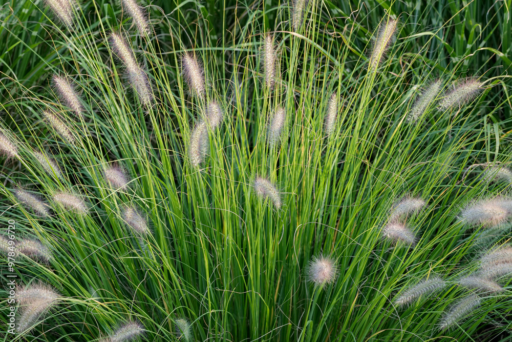 Blooming pennisetum alopecuroides. Little, delicate, fluffy flowers and green blades of grass in the background. Beauty of nature.