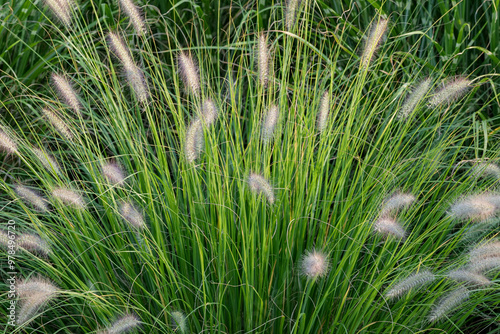 Obraz na płótnie Blooming pennisetum alopecuroides. Little, delicate, fluffy flowers and green blades of grass in the background. Beauty of nature. w salonie