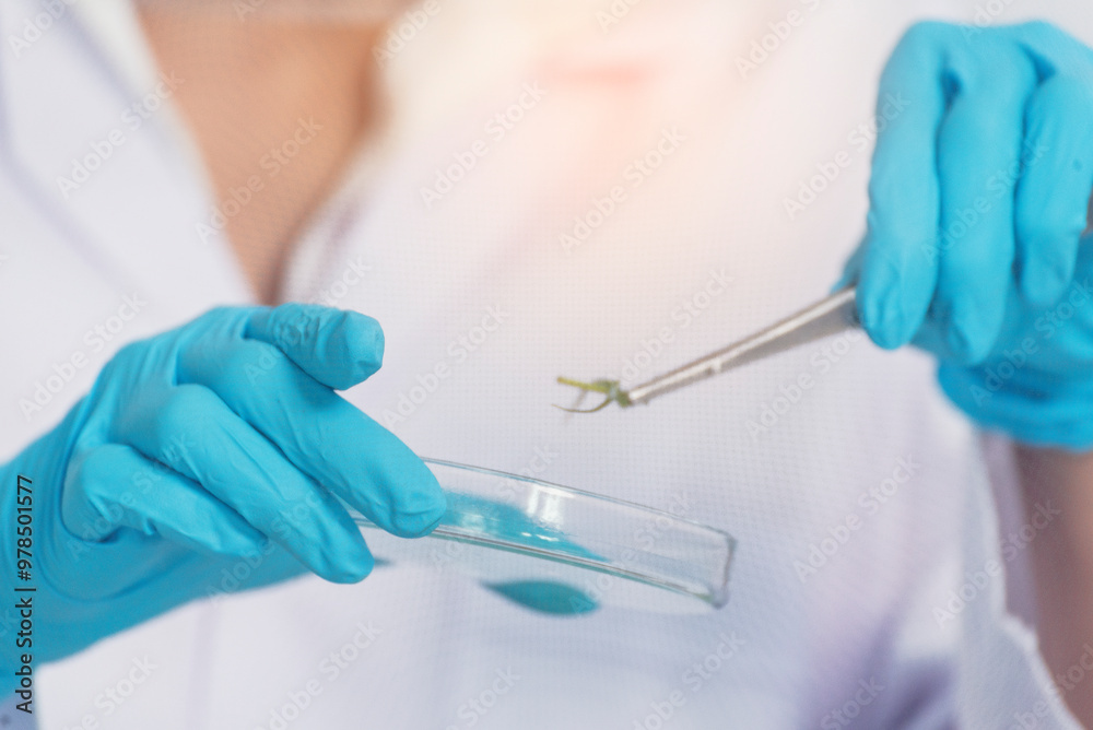 Biochemistry asian Scientist women working plants tissue culture biotechnology in science lab. Biotech Laboratory asian woman look at Glass Petri Dish, plants tissue culture jar. Biosynthesis process