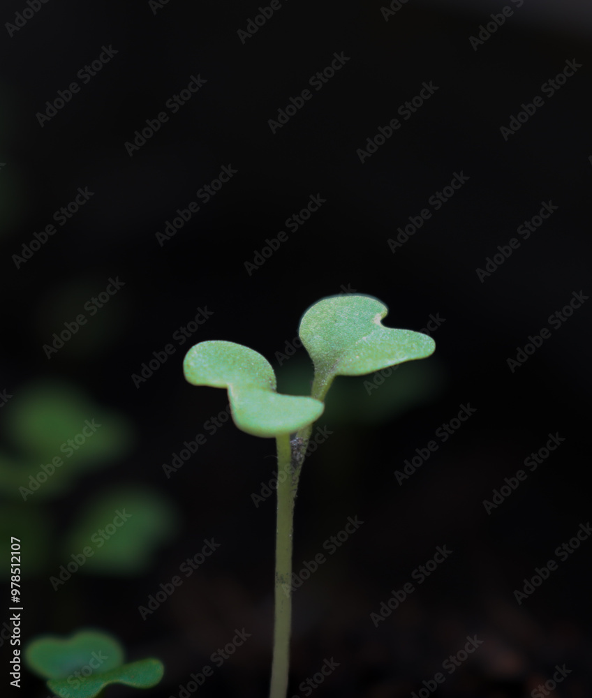 Close-up of vegetable seedlings growing in the cotyledon stage. Natural, agricultural, organic concept. With oblique sunlight giving more interest. Close-up of vegetable seedlings growing in the cotyledon stage. Natural, agricultural, organic concept. With oblique sunlight giving more interest.