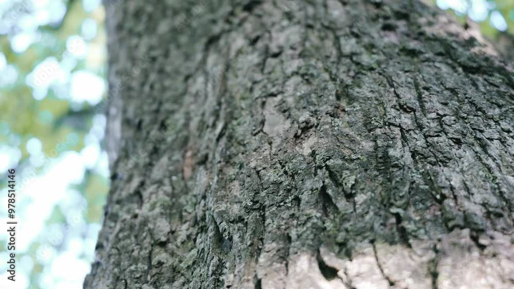 木の幹に当たる木漏れ日 木の幹に当たる木漏れ日