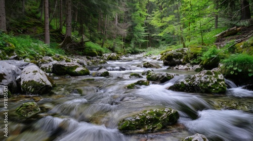 Tranquil Forest Stream Flowing Through Rocks