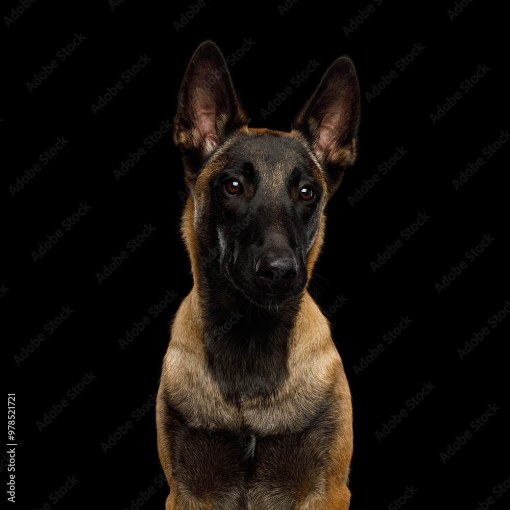 Portrait of Malinois shepherd dog sitting in front of isolated black background