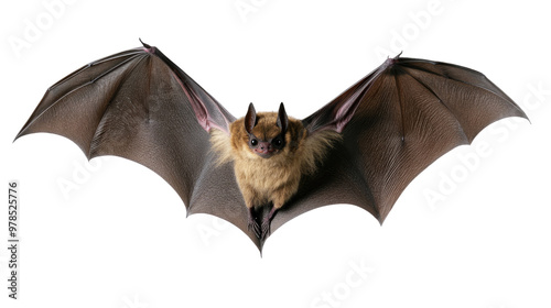 Black bat isolated on a white background