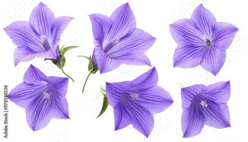 Six purple bell-shaped flowers with five points each arranged in a pattern.