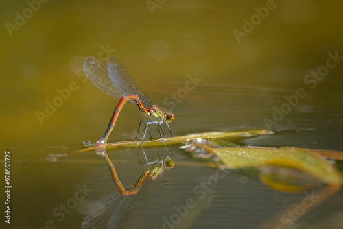 A large red damselfly depositing eggs in the water