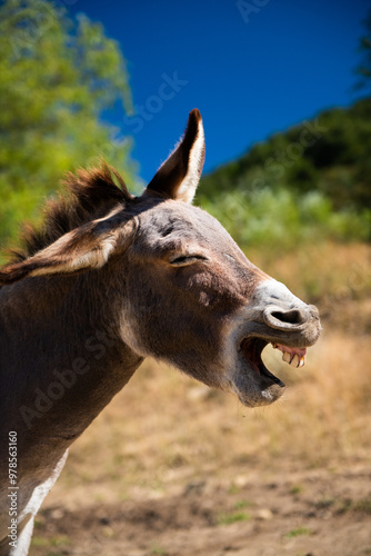 cute donkey yawning or yelling