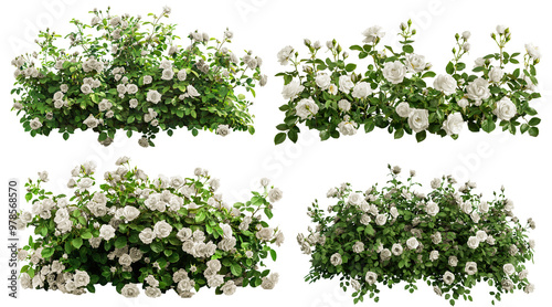 Fototapeta Naklejka Na Ścianę i Meble -  Set of beautiful white roses with lush green leaves, cut out