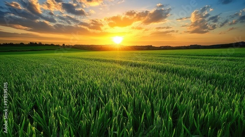 A field of green grass with a sunset in the background.