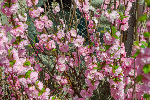 Flowering bush of Prunus triloba in spring sunlight. photo