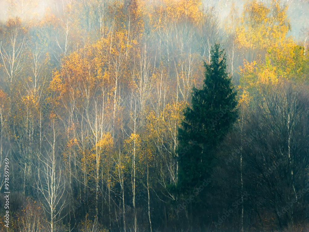 Morning valley mystic pine autumn forest mountain mist fog above trees up view Morning valley mystic pine autumn forest mountain mist fog above trees up view