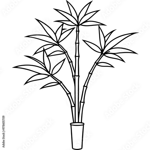 Simple black bamboo in a planter 