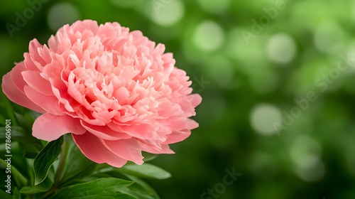 A richly detailed pink peony in full bloom, with soft-focus greenery in the background, perfect for wedding invitations or feminine beauty campaigns