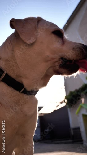 Cute, tongue and licking dog in yard of semi-detached house. Cute, canine and Labrador retriever, pet or animal with silly or crazy face isolated by smoothed background. Vertical video.