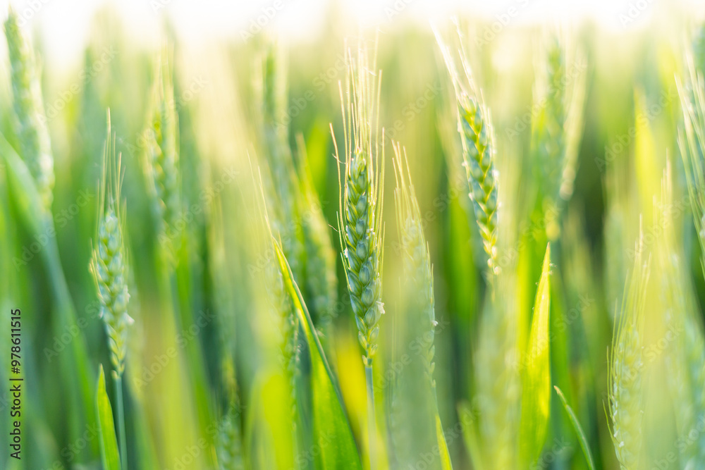 Obraz premium Rice under the Sun
