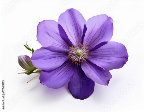 Soft Purple Blossom