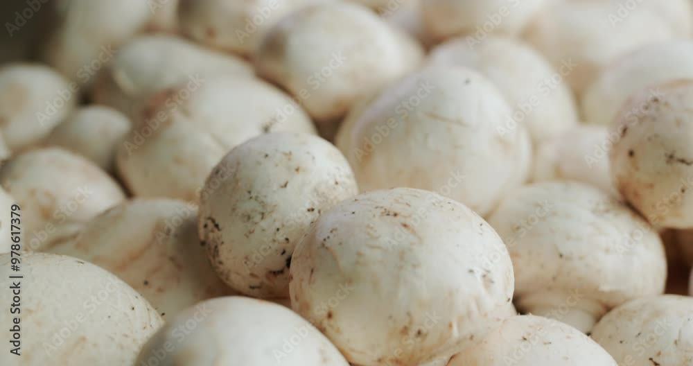 Only plucked champignons are popular mushrooms in culinary Only plucked champignons are popular mushrooms in culinary
