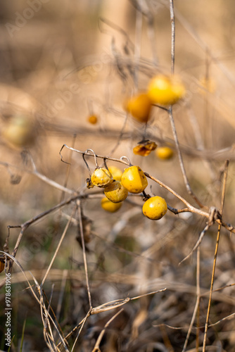 Solanum carolinense berries in winter photo