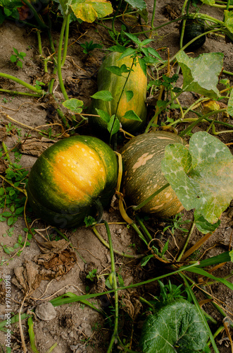 cambotia pumpkin grows in the summer garden photo