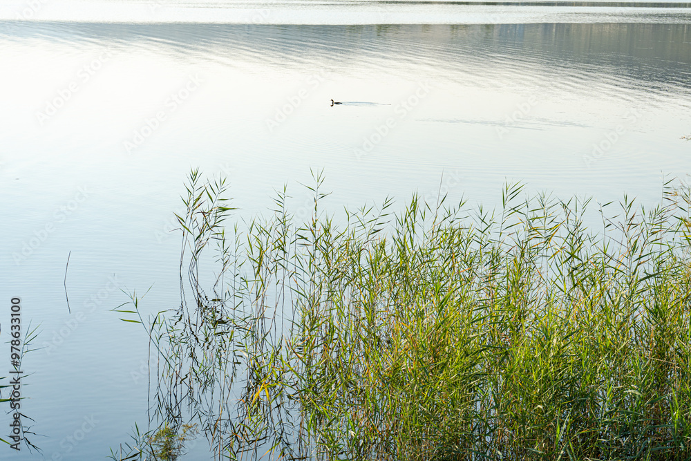 Green aquatic grass close to the shore of lake Green aquatic grass close to the shore of lake