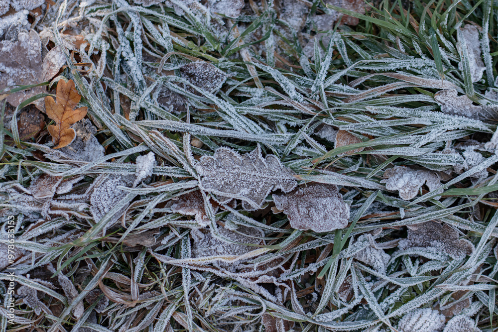 Frost covering grass and leaves on the ground Frost covering grass and leaves on the ground