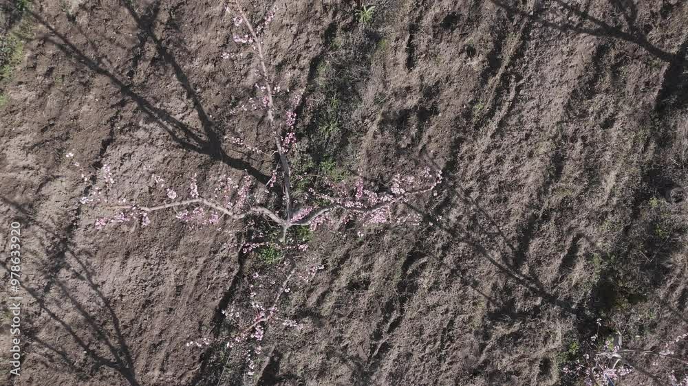 aerial view of peach plantations without dlog editing