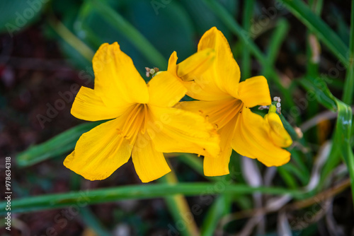 Lily in Patagonia State Park, Arizona photo