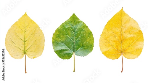 Yellow and Green Linden Leaves isolated on White Background : Generative AI