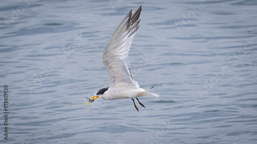 An Elegant Tern fishing in Santa Cruz CA