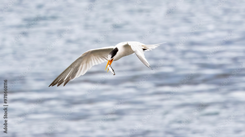 An Elegant Tern fishing in Santa Cruz CA An Elegant Tern fishing in Santa Cruz CA