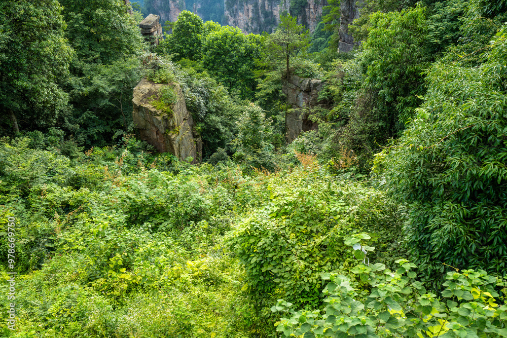 Obraz premium Misty rock pillars and mountain landscape in Zhangjiajie, Hunan Province, China