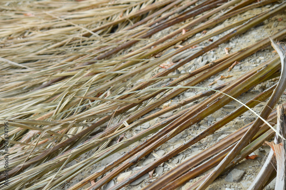 palm tree leaf grass in the field texture wooden background palm tree leaf grass in the field texture wooden background