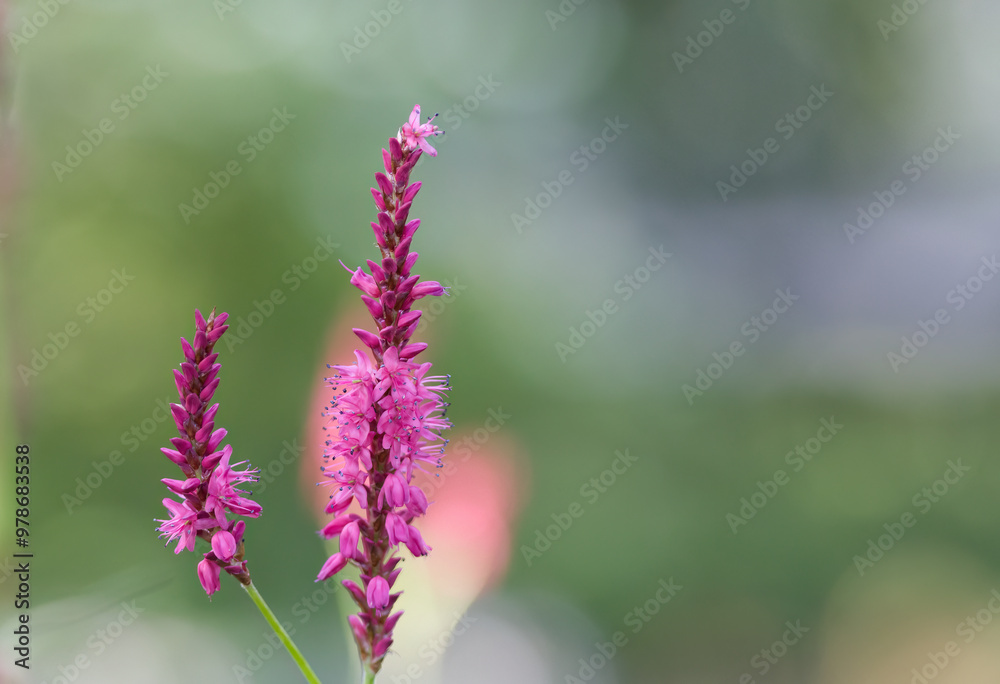flowering purple loosestrife with Bokeh bubbles in the background, pink flowers and bokeh, pink and purple colors, flowering stalks of purple loosestrife flowering purple loosestrife with Bokeh bubbles in the background, pink flowers and bokeh, pink and purple colors, flowering stalks of purple loosestrife