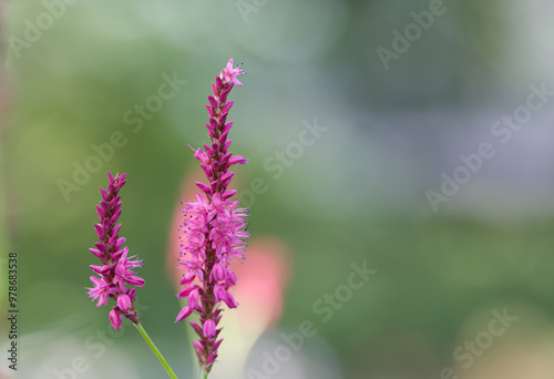 flowering purple loosestrife with Bokeh bubbles in the background, pink flowers and bokeh, pink and purple colors, flowering stalks of purple loosestrife