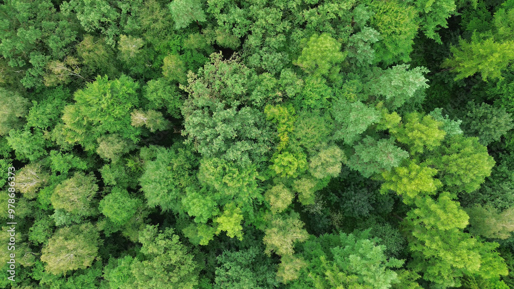 Naklejka premium Green forest from above