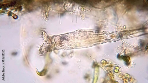 This microscopic showcases a rotifer a fascinating aquatic microorganism. Its translucent body is clearly visible, revealing its internal structures. The rotifer's most distinctive feature, the corona