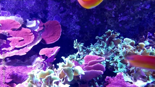 the amazingly diverse and very colorful world of seas and oceans