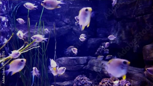 the amazingly diverse and very colorful world of seas and oceans