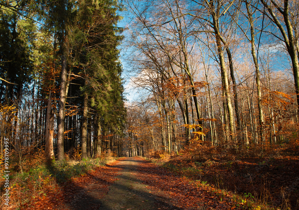 Obraz premium Forest in autumn, colorful foliage on the tree, path through deciduous trees, landscape