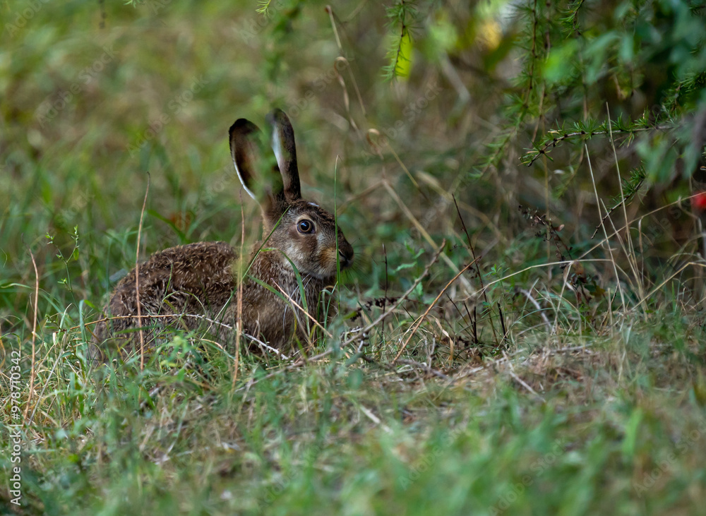 Fototapeta premium hare in the grass