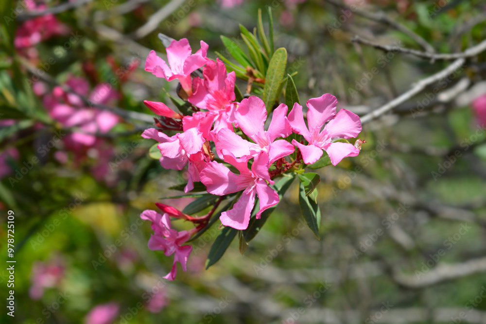 Common oleander flowers Common oleander flowers