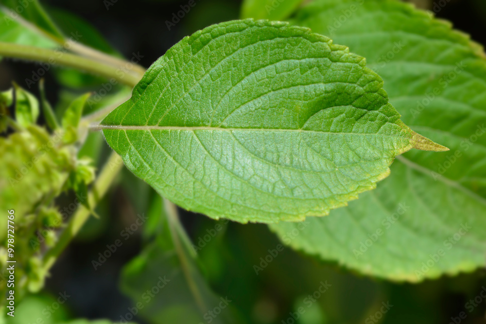 African basil leaf African basil leaf