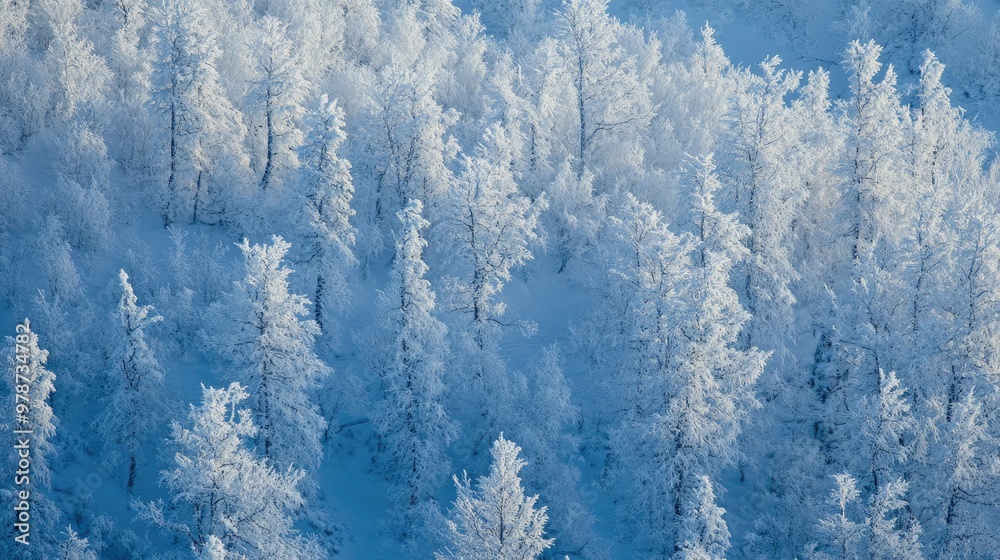 Thick layers of frost and snow coating trees in the Oymyakon wilderness. Thick layers of frost and snow coating trees in the Oymyakon wilderness.