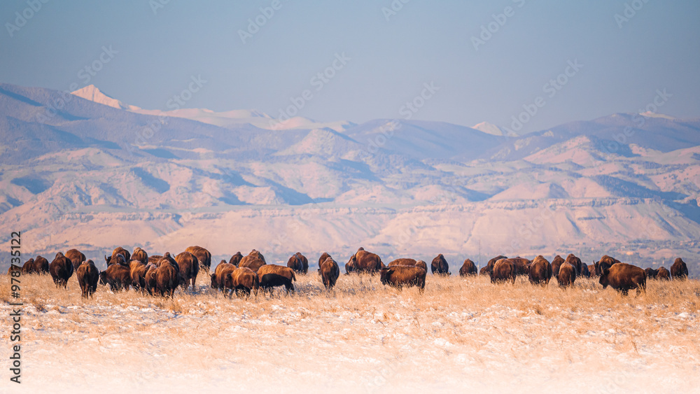 a herd of bison roam on the high plains of Colorado a herd of bison roam on the high plains of Colorado