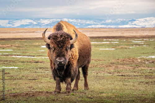 a bison stares straight ahead with snowy mountains in the background photo