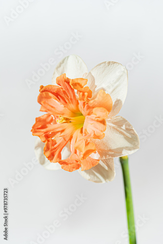 fresh narcissus on the white background photo