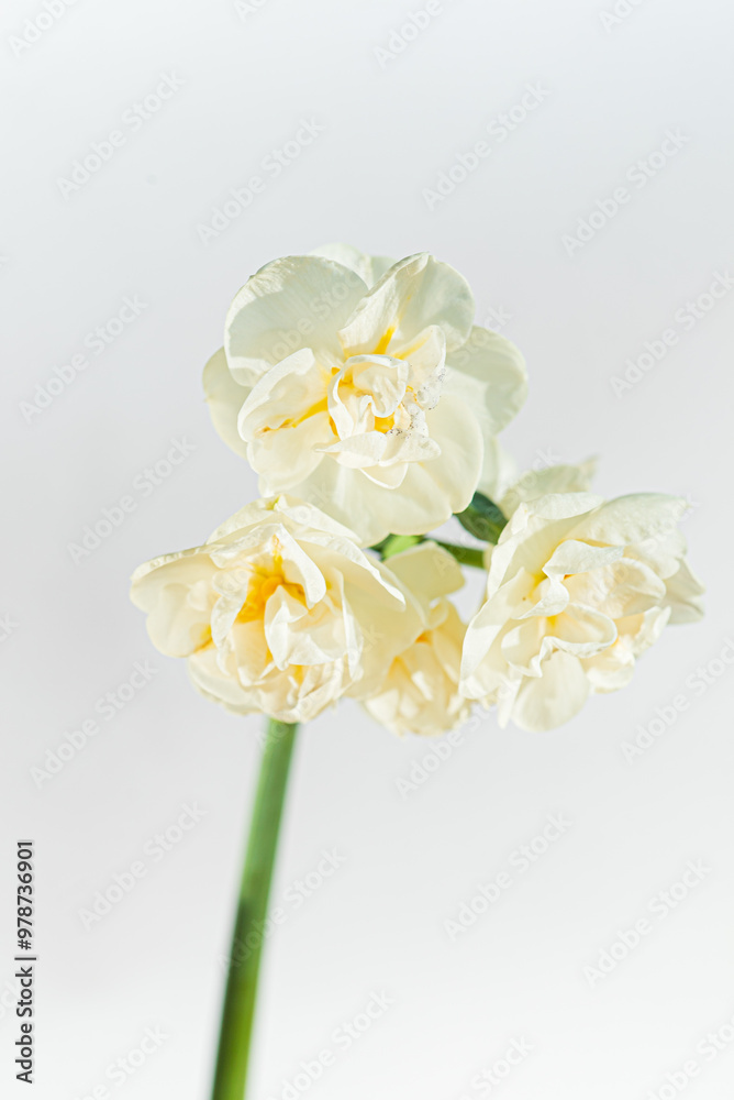 Obraz premium fresh narcissus on the white background