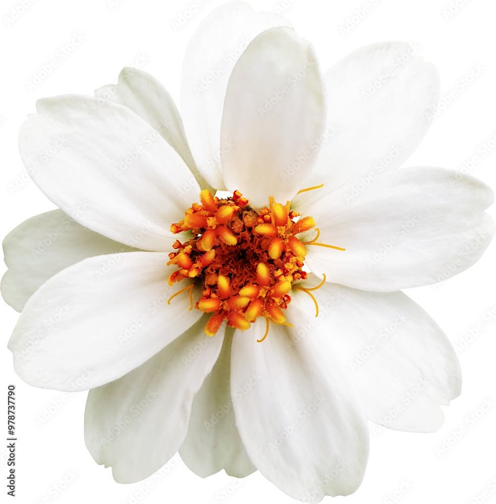 Obraz premium 좁은잎 백일홍 꽃