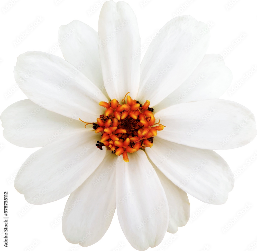 Obraz premium 좁은잎 백일홍 꽃