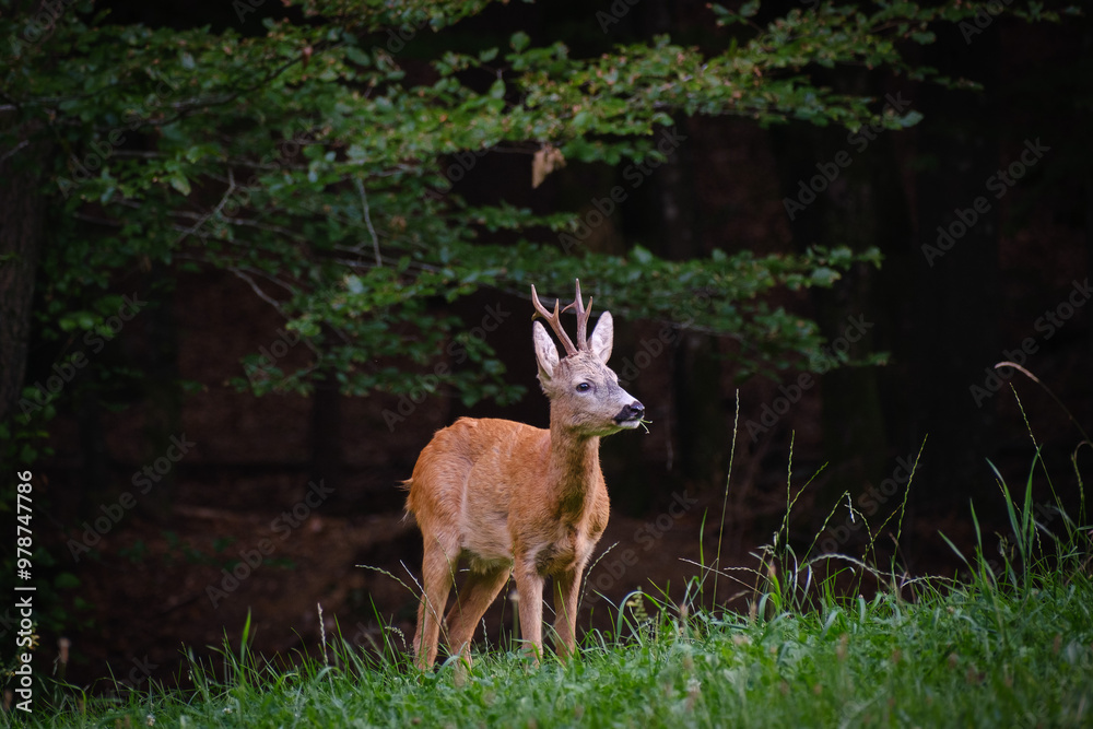Roe deer doe on a grass filed
Roe deer doe on a grass filed